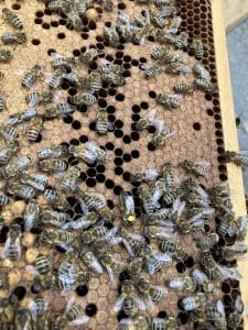 Bijen Precia Molen Belgium